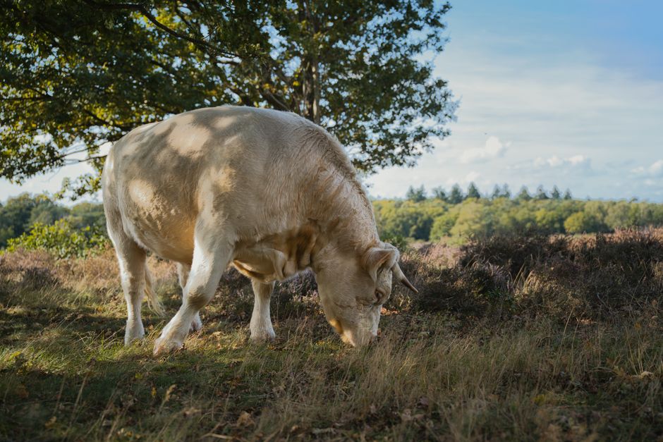 Fotobehang met grazende stalpaarden in landelijke sfeer.