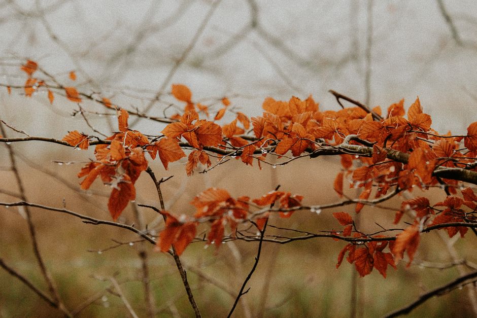 Herfstkrans van kleurrijke bladeren aan muur.