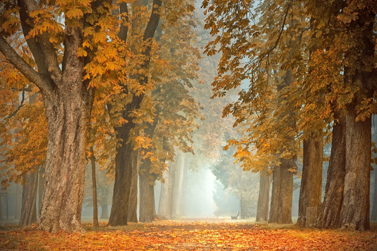 Glanzende glazen bij herfstdecor met kaarsen. Glanzende glazen bij herfstdecor met kaarsen.